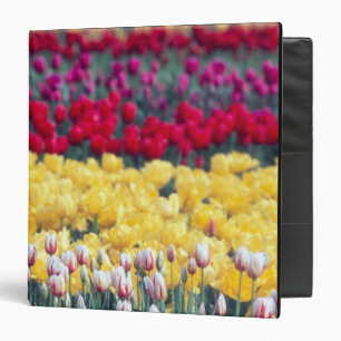 Tulip display garden in the Skagit valley, Binder