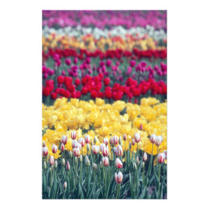 Tulip display garden in the Skagit valley, Photo Print