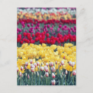 Tulip display garden in the Skagit valley, Postcard