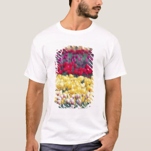Tulip display garden in the Skagit valley, T-Shirt