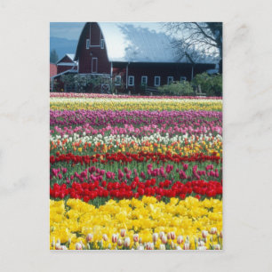 Tulip display garden, Skagit county, Postcard