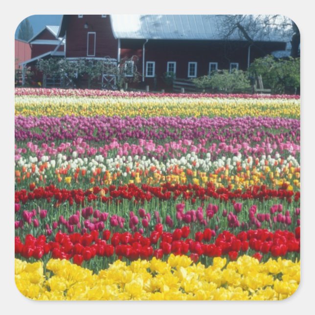 Tulip display garden, Skagit county, Square Sticker (Front)