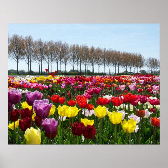 Tulip dreams poster (Front)