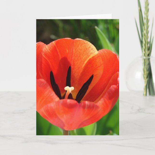 Tulip Easter Holiday Card (Front)