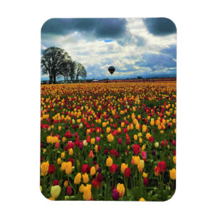 Tulip Farm in Oregon Magnet
