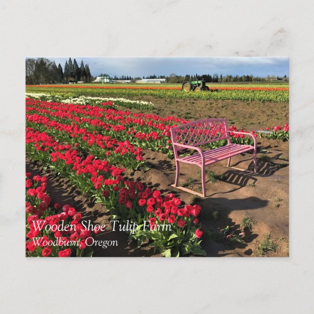 Tulip Farm in Oregon Postcard (Front)