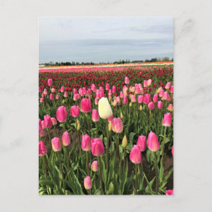 Tulip Farm in Oregon Postcard