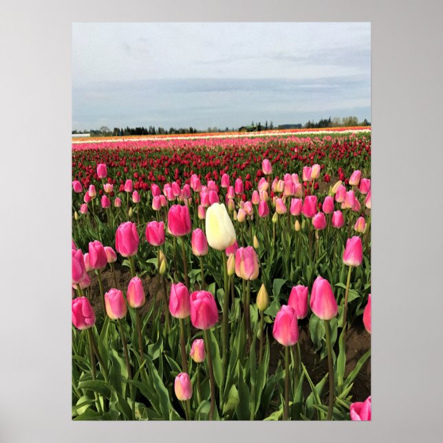Tulip Farm in Oregon Poster (Front)