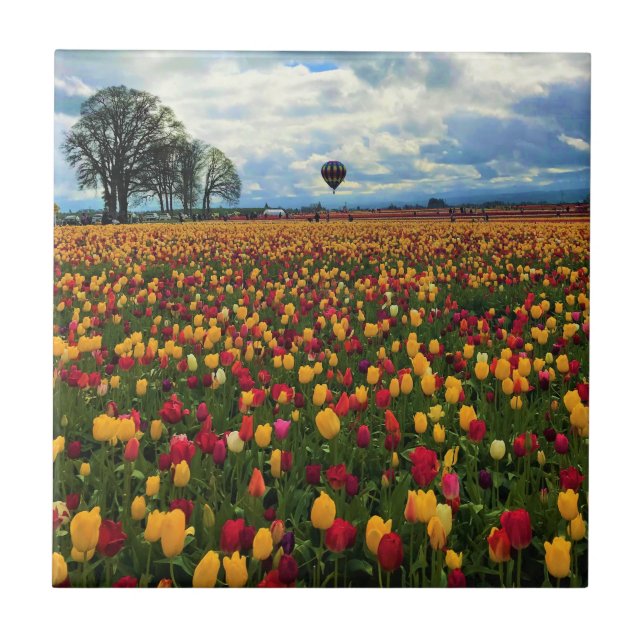 Tulip Farm in Oregon Tile (Front)