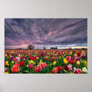 Tulip Farm in Woodburn Oregon Spring Season Poster