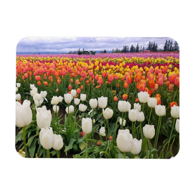 Tulip Farm Magnet (Horizontal)