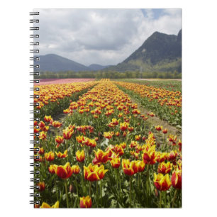 Tulip Farm near Agassiz, British Columbia, Notebook