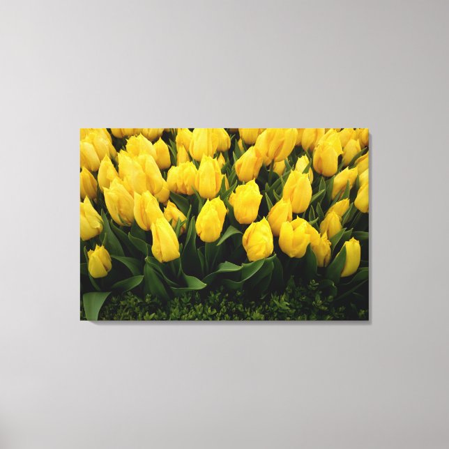 Tulip Festival - 27 Canvas Print (Front)