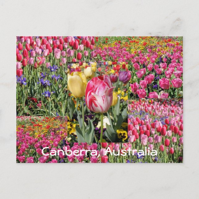 tulip festival, Canberra, Australia postcard (Front)