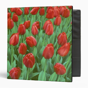 Tulip field blooms in the spring. binder