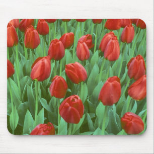 Tulip field blooms in the spring. mouse pad