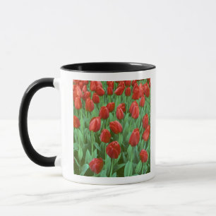 Tulip field blooms in the spring. mug