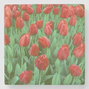 Tulip field blooms in the spring. stone coaster