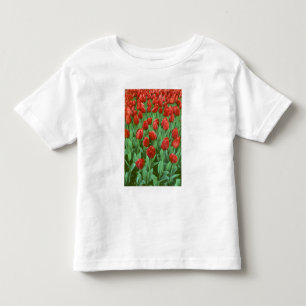 Tulip field blooms in the spring. toddler t-shirt