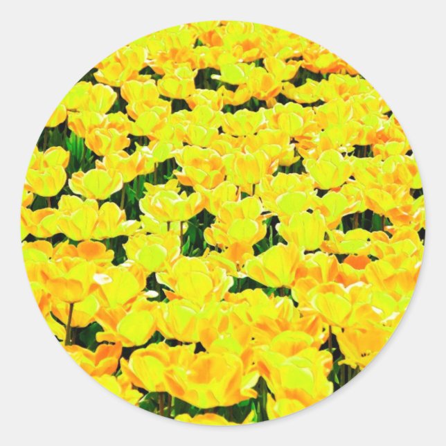 Tulip field - golden yellow classic round sticker (Front)