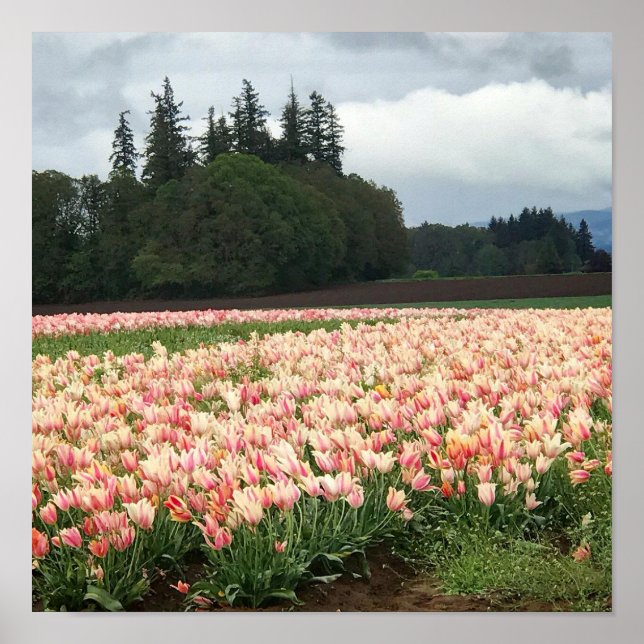 Tulip Field, Oregon Poster (Front)