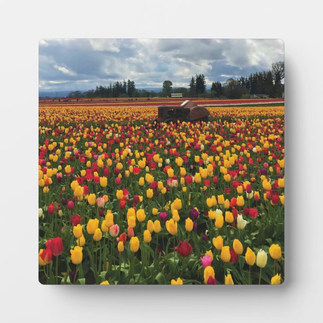 Tulip Field with Old Tractor, Oregon Plaque (Front)