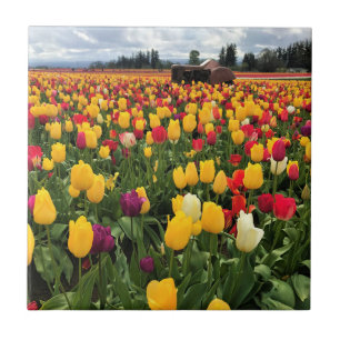 Tulip Field with Old Tractor, Oregon Tile