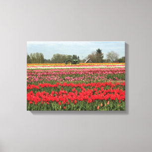 Tulip Field with Tractor and Barn Canvas Print