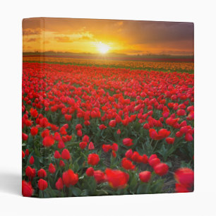 Tulip Fields at Sunset in the Netherlands Binder
