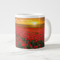 Tulip Fields at Sunset in the Netherlands