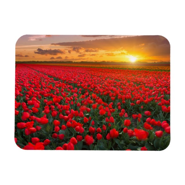 Tulip Fields at Sunset in the Netherlands Magnet (Horizontal)