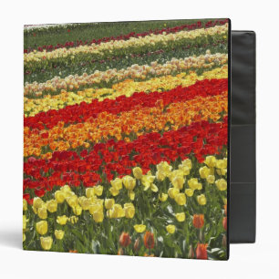 Tulip Fields, near Tapanui, West Otago, South Binder