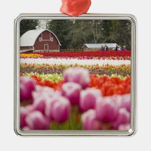 Tulip fields of Mt. Vernon, Skagit County, WA Metal Ornament