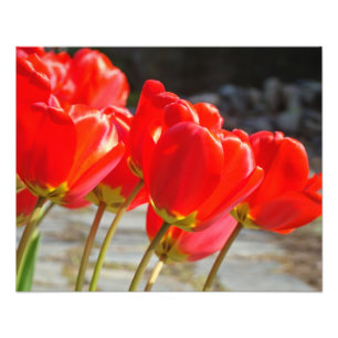 Tulip Fine Art Photography Office Art Prints