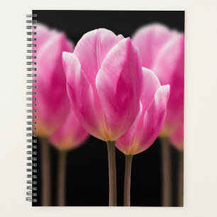 Tulip Fleurs roses Belle Holland Floral