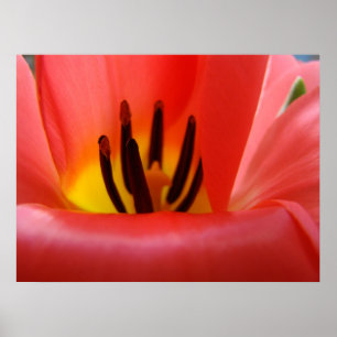Tulip Flower art prints Red Tulips Floral Natuere