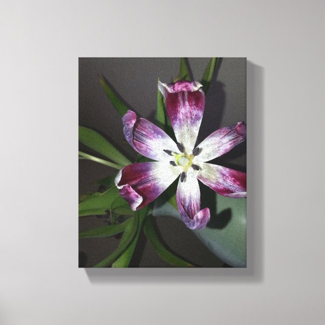 Tulip Flower Canvas Print (Front)