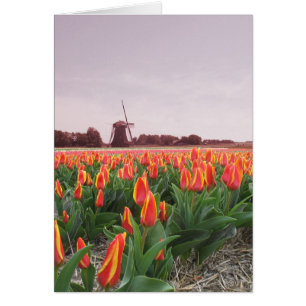 Tulip Flower Field and Windmill