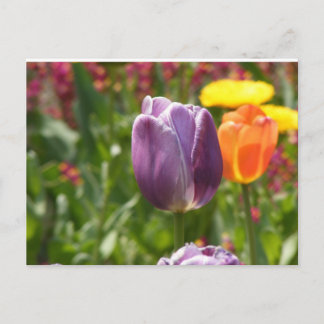 Tulip Flower Postcard