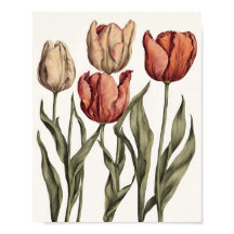 Tulip flower