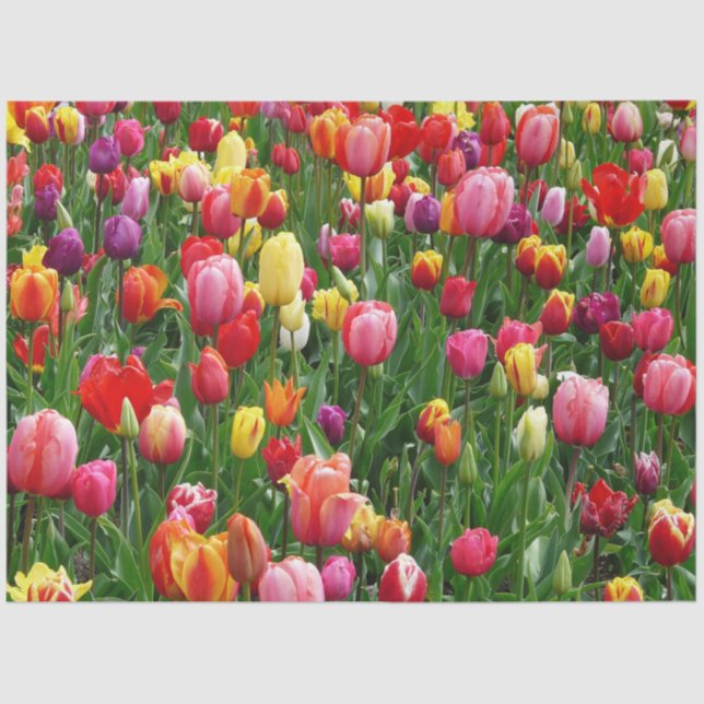 Tulip Flower Tissue Paper (Front)
