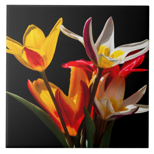 Tulip flowers against black background tile (Front)