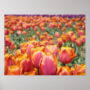 Tulip Flowers art posters Pink Orange Tulips