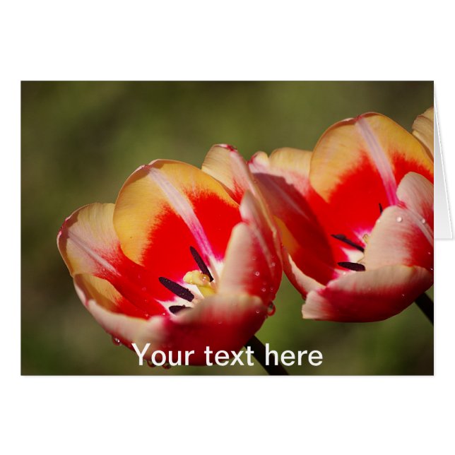 Tulip Flowers Card (Front Horizontal)