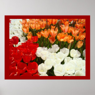 Tulip Flowers Festival Garden Art Prints Nature