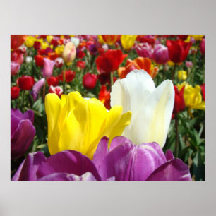 Tulip Flowers Fine Art Prints Tulips Festival