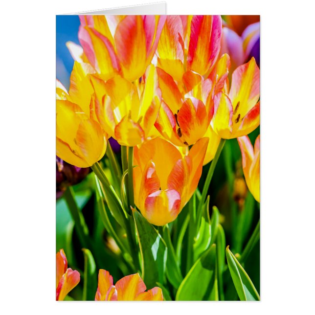 Tulip Flowers - Flourish (Front)