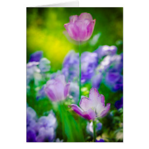 Tulip garden, Giverny, France