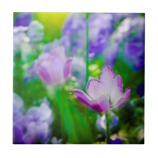 Tulip garden, Giverny, France Tile (Front)