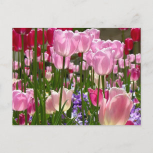 Tulip Garden Postcard